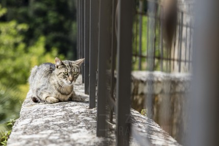 Cat in Sorano_2016-8.jpg