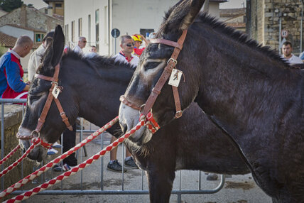 2018-Settembre_Campagnatico 61°Palio dei Ciuchi-66.jpg