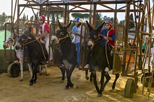 2022-Settembre_Campagnatico Palio dei Ciuchi-168.jpg