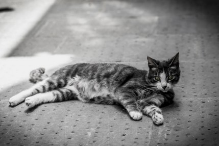 Cat in Sorano_2016--4.jpg