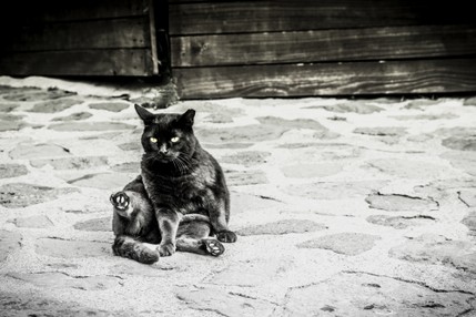 Il Gatto di Bagnoregio_2016-8.jpg